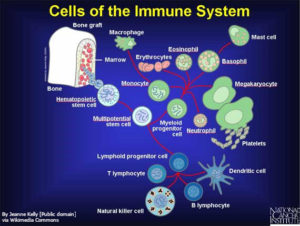 Cells_of_the_immune_system