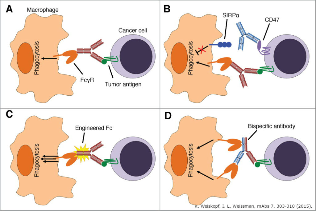 Understanding immune checkpoint pathways BioSerendipity