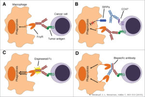 Macrophage_checkpoints_in_cancer