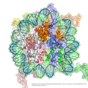 DNA_wrapped_around_Nucleosome