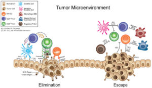tumor_microenvironment