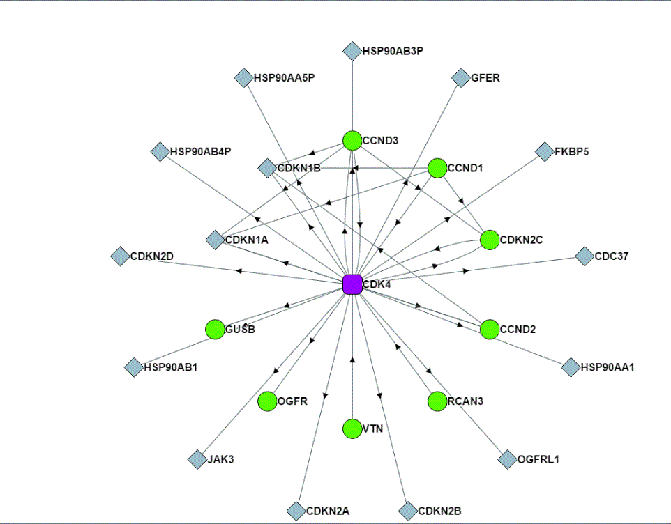 CDK4_Interaction_Network