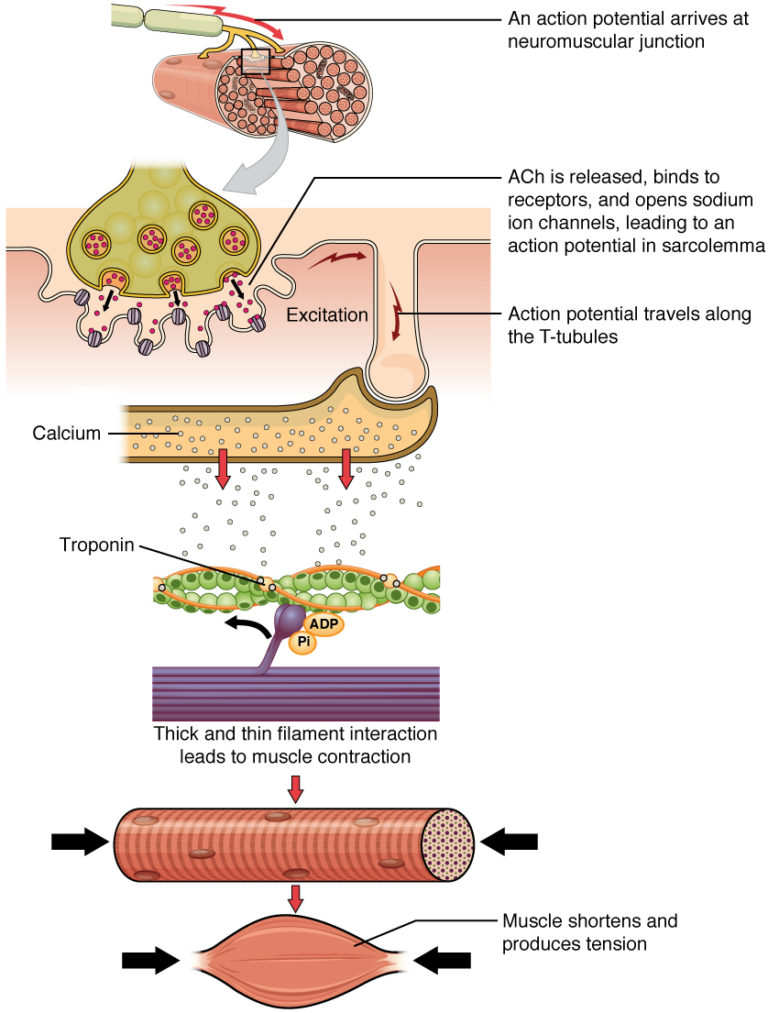 Excitationcontraction coupling BioSerendipity