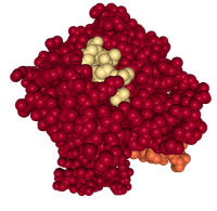 peptide-bound-MHC