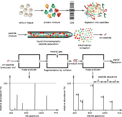 mass_spectrometry_proteomics