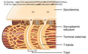 Muscle_cell_T-tubule