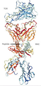 TCR-MHC-Peptide