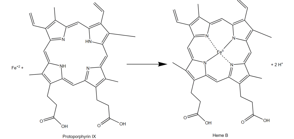 Conversion_Protoporphyrin_to_Heme