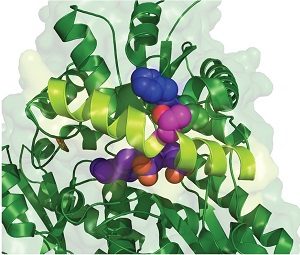 Ferrochelatase_structure_Thr116