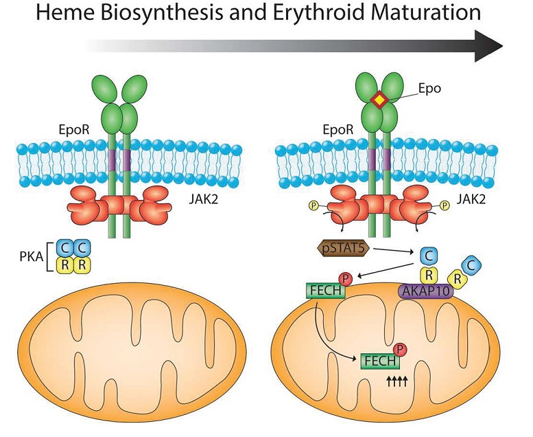 Diagram_Epo_stimulation_ferrochelatase