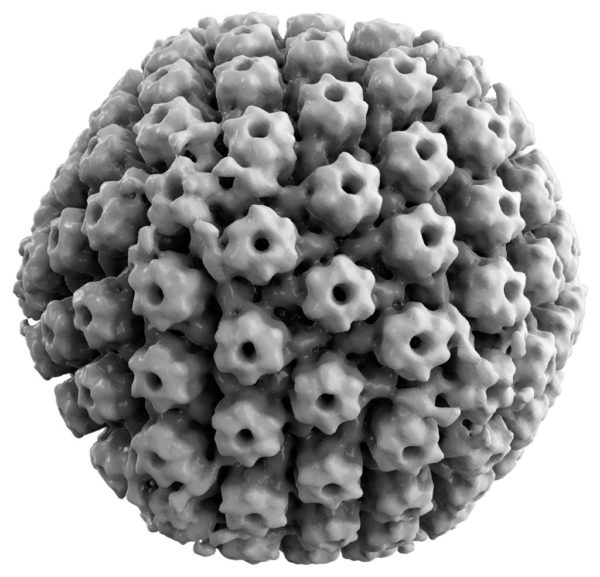 herpes zoster virus microscope