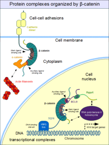 Beta-catenin_complexes