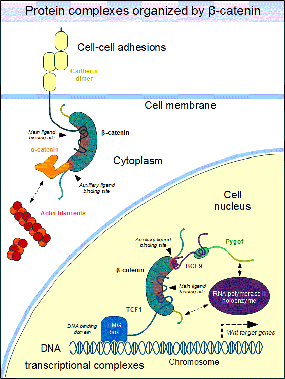 Betacatenin complexes BioSerendipity