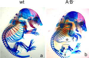 mouse_skeletons