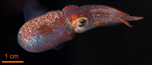 Hawaiian_bobtail_squid