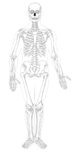 human_skeleton