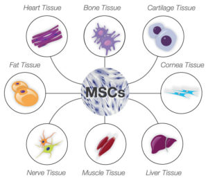 Mesenchymal_stem_cells