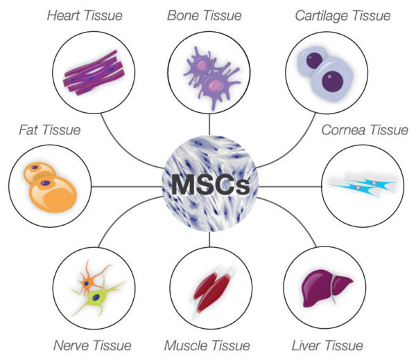 Tissues Formed by Mesenchymal Stem Cells | BioSerendipity