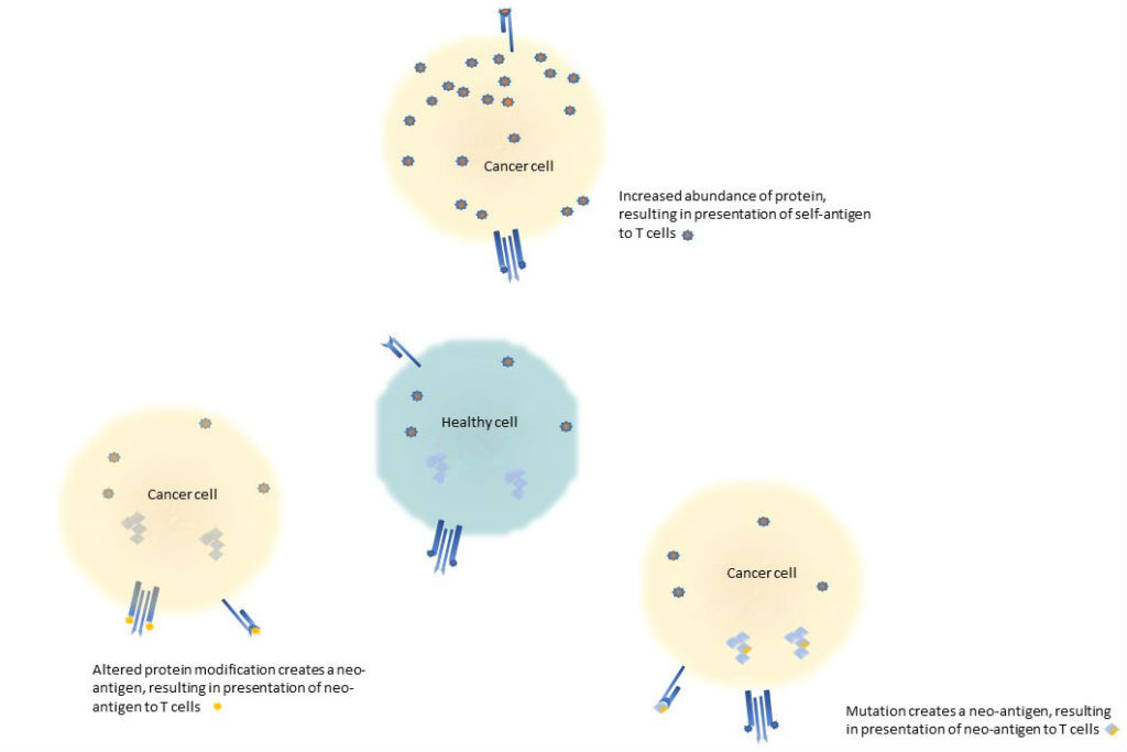 Self_antigens_in_cancer