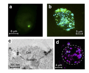 Spaser_inside_cells