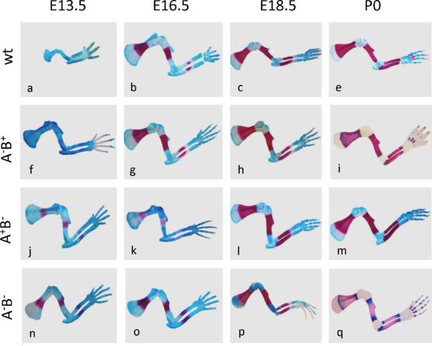 Mouse limb bones BioSerendipity