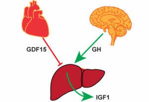 heart_brain_signal_liver