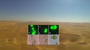 algae_in_desert