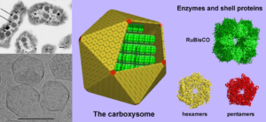 carboxysome