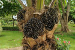 oil_palm_fruit