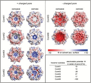 carboxysome_pore_diversity