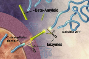 amyloid_precursor_protein