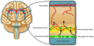 neural_stem_cell_niche