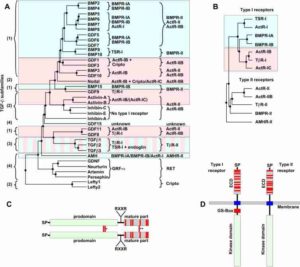 hylogenetic-analysis-of-the-TGF-b-superfamily