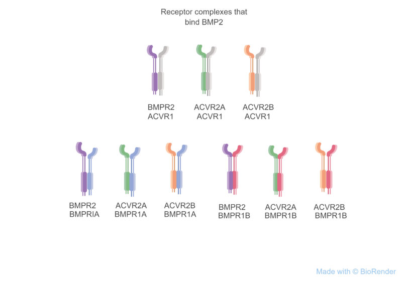 BMP2_receptors
