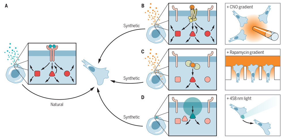 reconstitution_of_directed_cell_migration