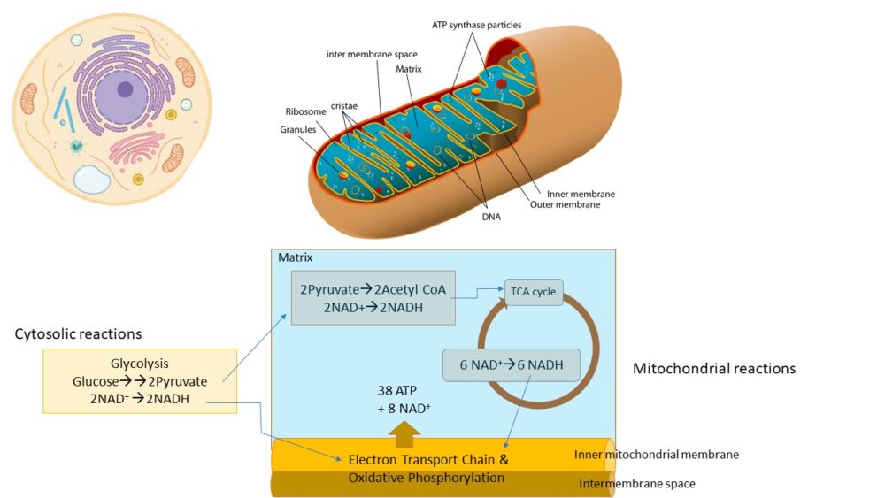 NAD_ATP_Production