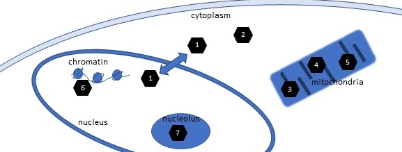 subcellular_location_SIRT