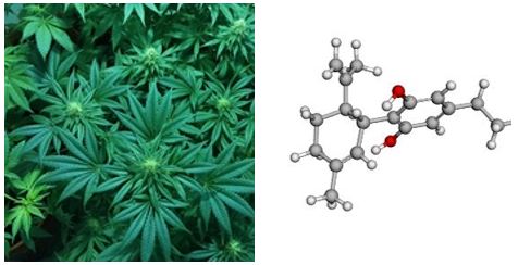 cannabidiol_cannabis