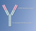CD40_activating_antibody