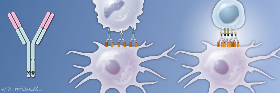 immune_activation_by_CD40_antibodies
