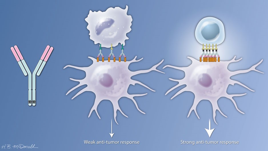 antibody_mediated_anti_tumor_response