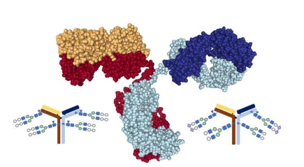 antibody_glycosylation
