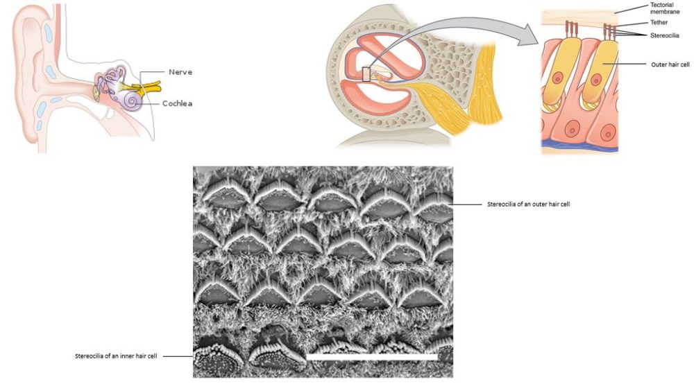 Inner Ear Hair Cells | BioSerendipity