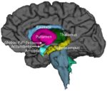 subcortical_brain_regions