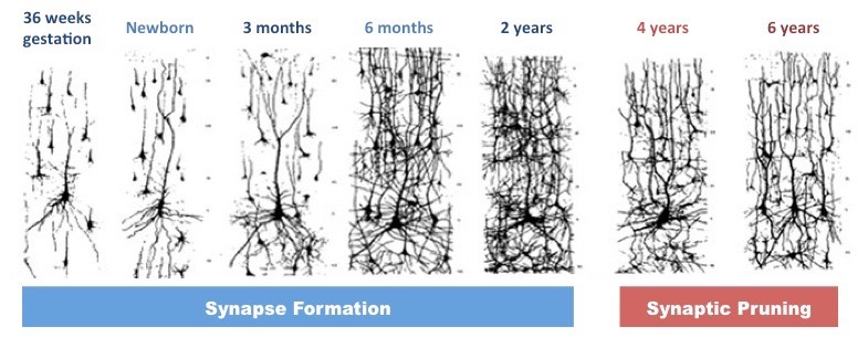 synapse-changes-during-development