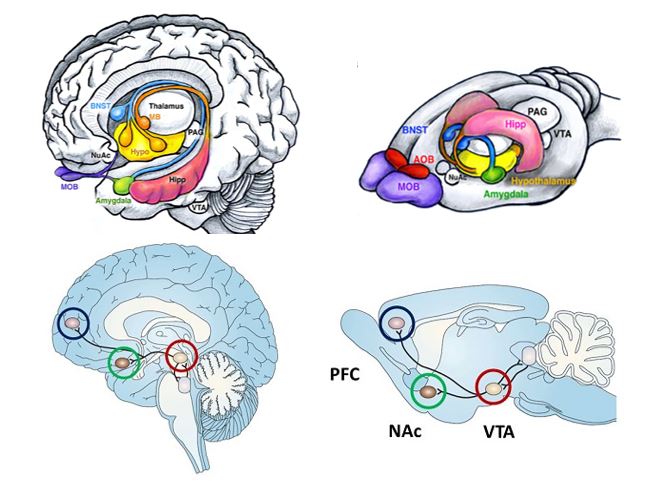 rat_human_brain_anatomy