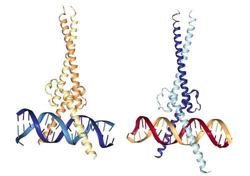 Myc-Max-dimer-DNA-Omomyc-dimer-DNA