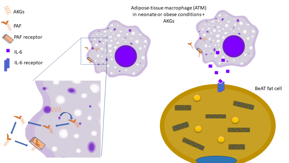macrophage_convert_AKG_lipids_to_signal_fat_cells
