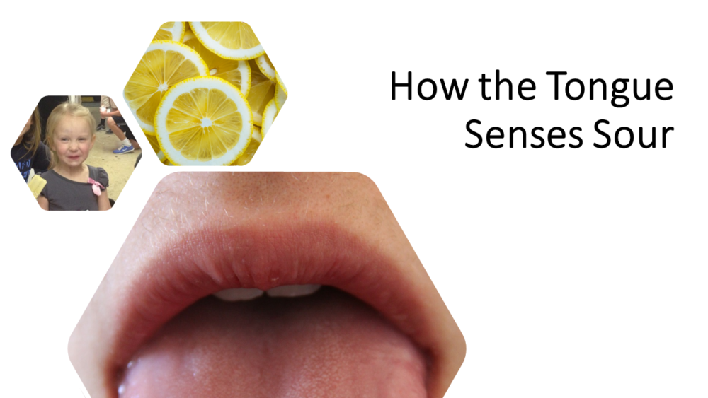 How the Tongue Senses Sour BioSerendipity