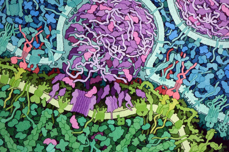 CAR-T-cell-killing-cancer-cell-illustration